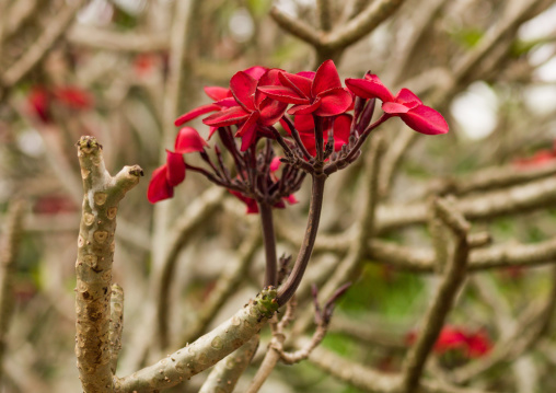 Close-up of red frangipani blooming outdoors

, Shefa Province, Efate island, Vanuatu