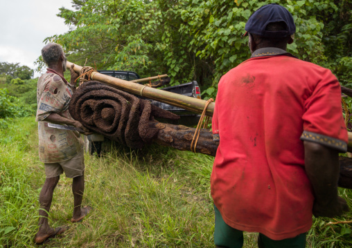 Statue artists carrying a carved fern tree in the forest, Malampa Province, Malekula Island, Vanuatu