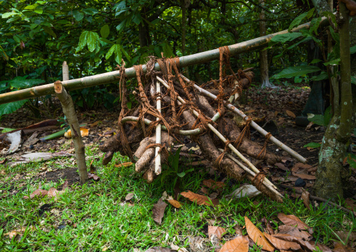 Yam harvesting, Malampa Province, Malekula Island, Vanuatu