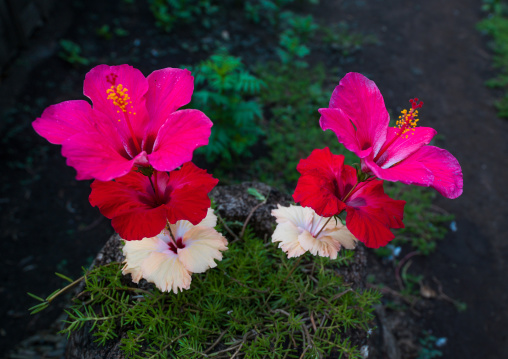 Directly above shot of red and white hibiscus flowers, Malampa Province, Malekula Island, Vanuatu