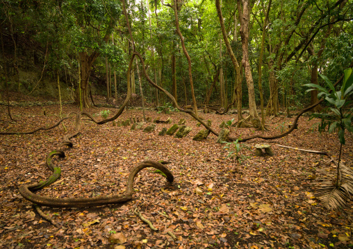 Amelbati site of former cannibal ceremonies, Malampa Province, Malekula Island, Vanuatu