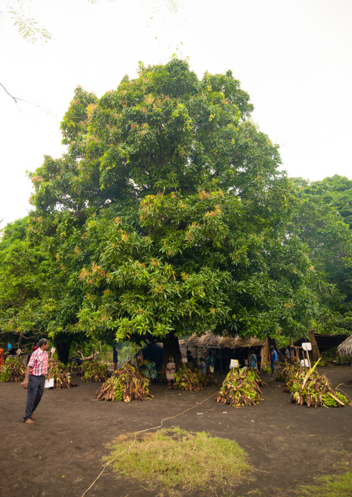 Yams roots offered as gifts for a traditional wedding, Malampa Province, Ambrym island, Vanuatu