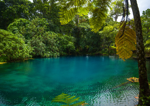 Matevulu blue hole, Sanma Province, Espiritu Santo, Vanuatu