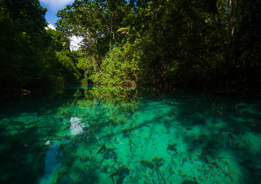 Green water river, Sanma Province, Espiritu Santo, Vanuatu