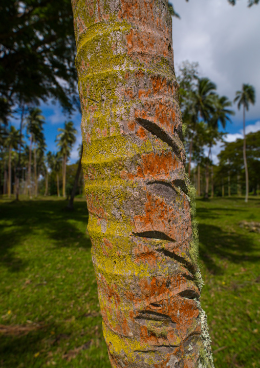 Coconuts trees plantation, Sanma Province, Espiritu Santo, Vanuatu