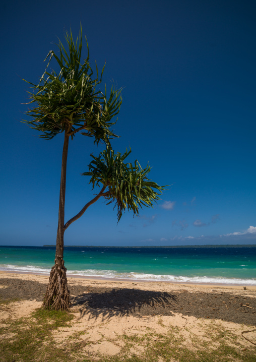 Million dollar point site where american military dumped goods off the beach at the end of World War Two , Espiritu Santo, Luganville, Vanuatu