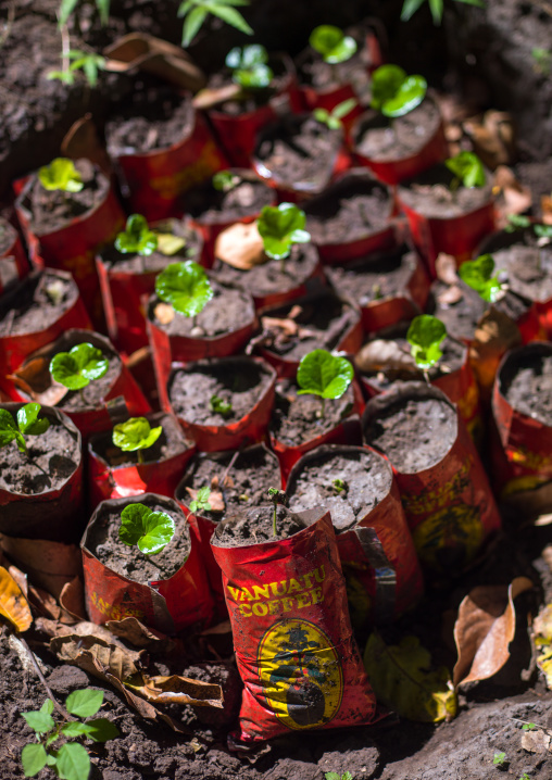 Coffee nursery, Tanna island, Epai, Vanuatu