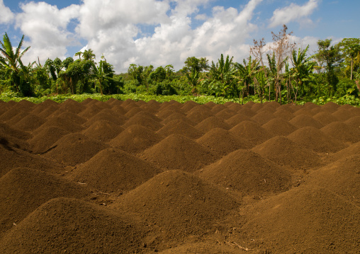 Mounds for growing yams, Tanna island, Epai, Vanuatu