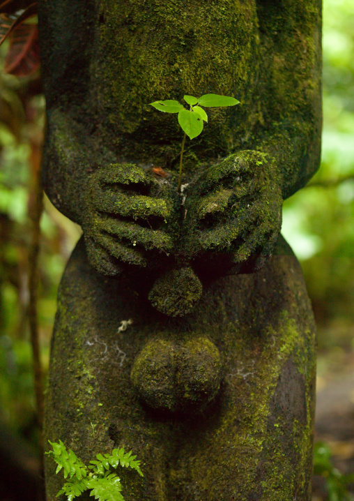 Fern tree grade figure in the jungle, Ambrym island, Olal, Vanuatu