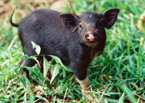 Black pig, Malampa province, Malekula island, Vanuatu