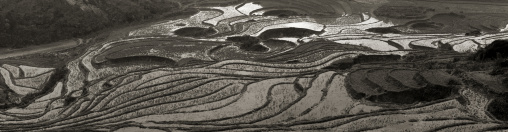 Terrace paddy fields, Sapa, Vietnam