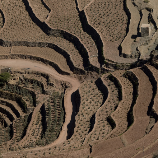 Terrace Cultivation, Kholan, Yemen