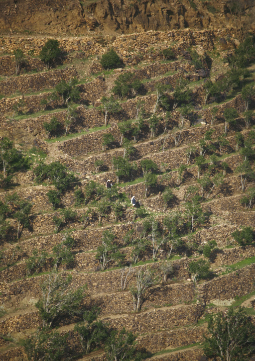 Khat Terrace Cultivation In Shahara, Yemen