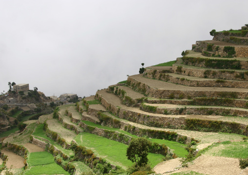 Terrace Cultivation, Manakha, Yemen