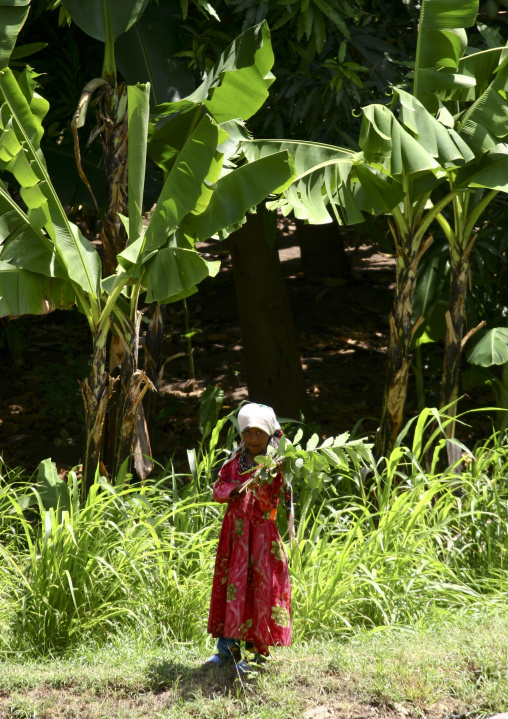 Yemeni Girl Collecting Plants, Yemen